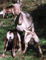 Goldie feeding her daughters