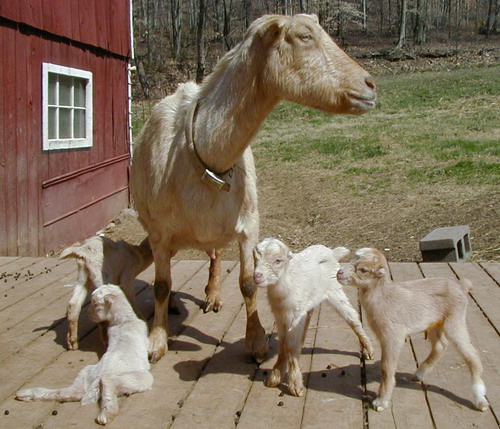 Goldie stands proudly with her quads